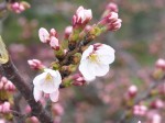 咲きかけた桜