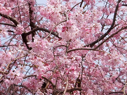 彼岸桜
