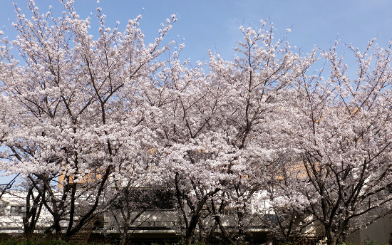 桜風景その二