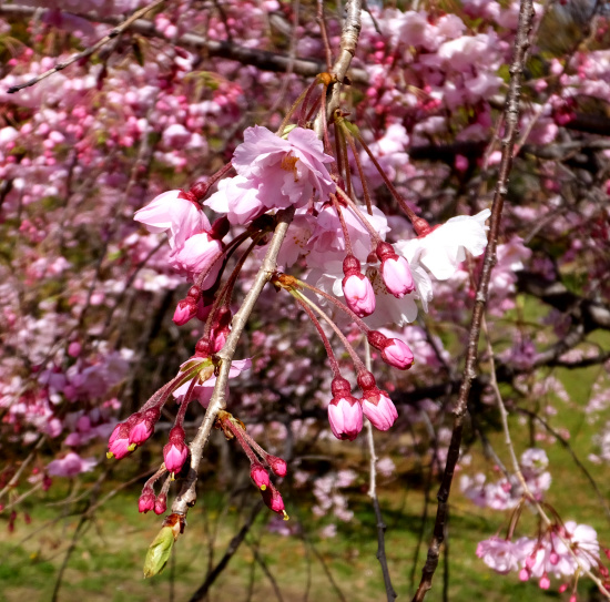 桜風景その三